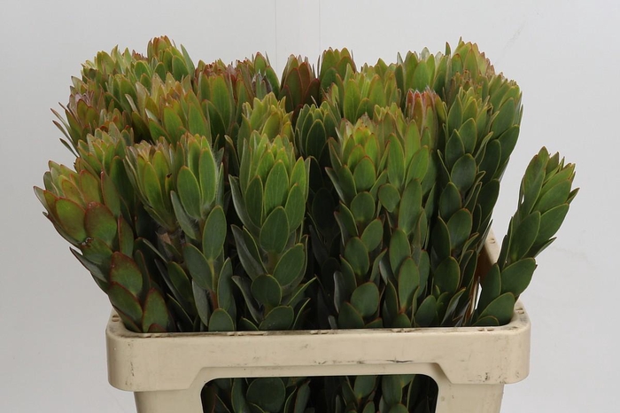 <h4>Cape Green Nervosum</h4>