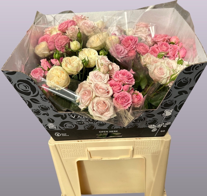 <h4>R TR GEM IN FUST</h4>