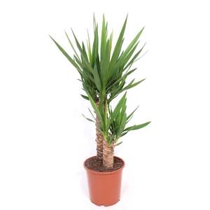 Yucca elephantipes 45-20 XL
