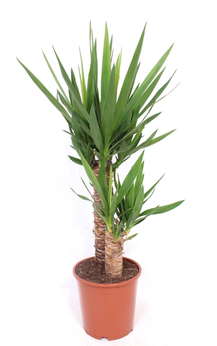 <h4>Yucca elephantipes 45-20 XL</h4>