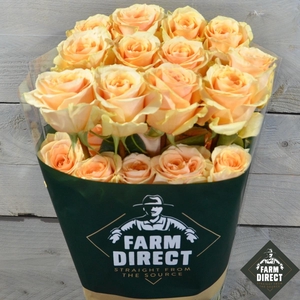 R GR GOLDEN DRAGONFLY