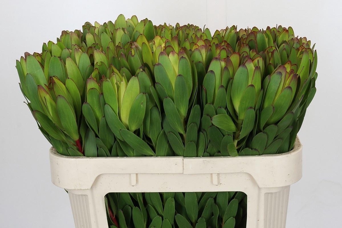 <h4>LEUCAD SAF GOLDSTRIK</h4>