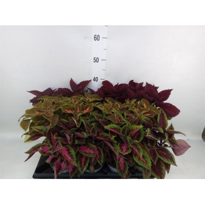 Plectranthus col.   ...mix