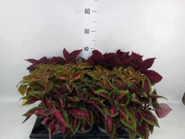 <h4>Plectranthus col.   ...mix</h4>