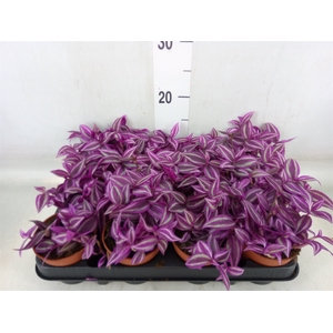 Tradescantia zebr. 'Pink Paradise'