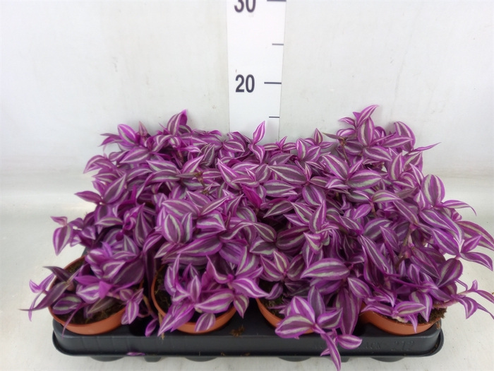 <h4>Tradescantia zebr. 'Pink Paradise'</h4>