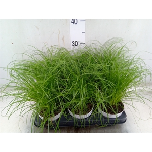 Cyperus alternifolius 'Zumula'