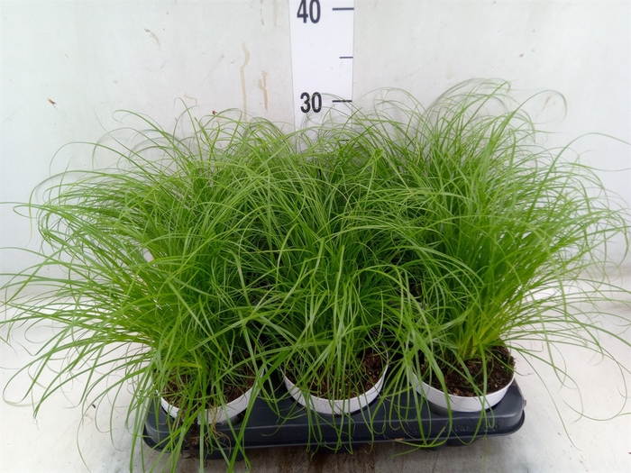 <h4>Cyperus alternifolius 'Zumula'</h4>