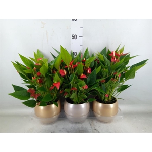 Anthurium andr. 'Mill Flowers Red'