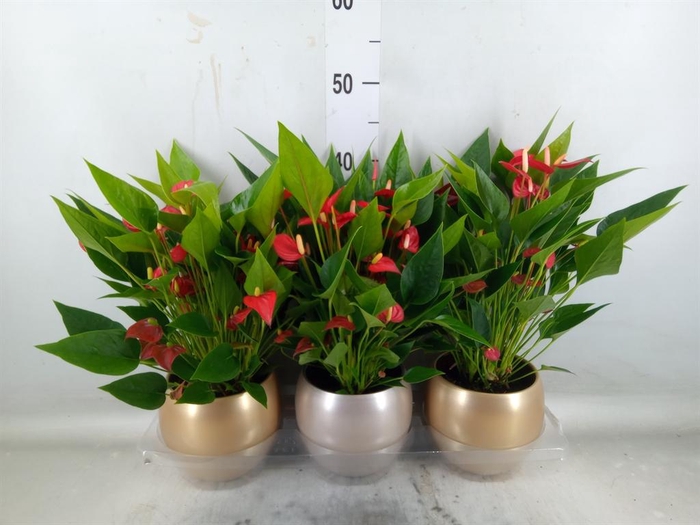 <h4>Anthurium andr. 'Mill Flowers Red'</h4>