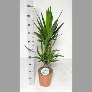 YUCCA