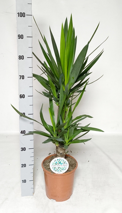 <h4>YUCCA</h4>