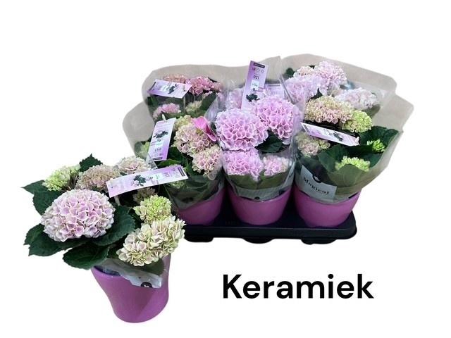 arr8 Hydr M Mag Revolutio In Keramiek