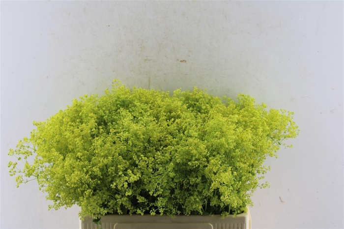 <h4>Alchemilla M Robustica</h4>