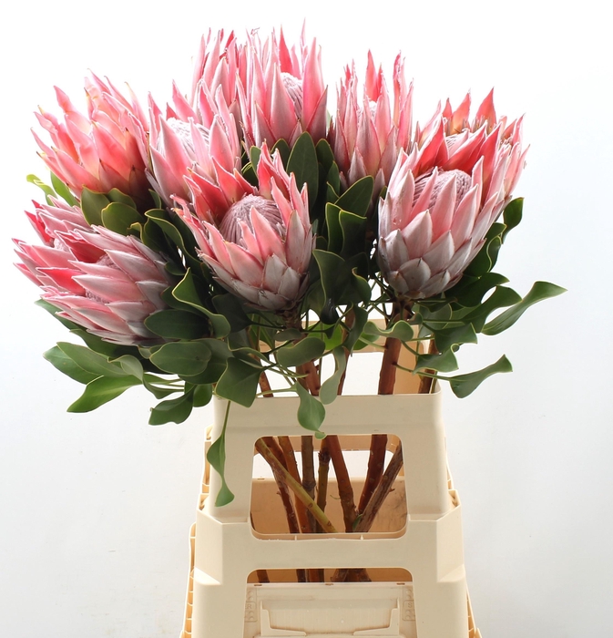 <h4>PROTEA CYNAROIDES</h4>