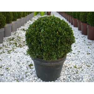Buxus microphylla 'Faulkner'