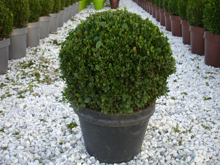 <h4>Buxus microphylla 'Faulkner'</h4>