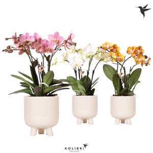 Kolibri Orchids Phalaenopsis Jewel mix in Gummy pot Travertine