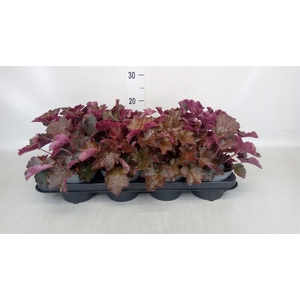 Heuchera americana