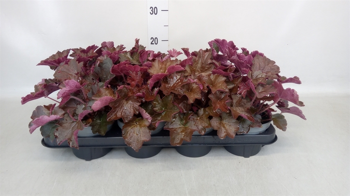 <h4>Heuchera americana</h4>