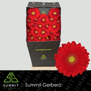 Germini Lipstick Diamond