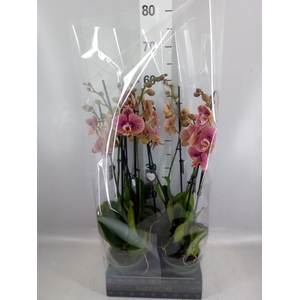 Phalaenopsis   ...rose