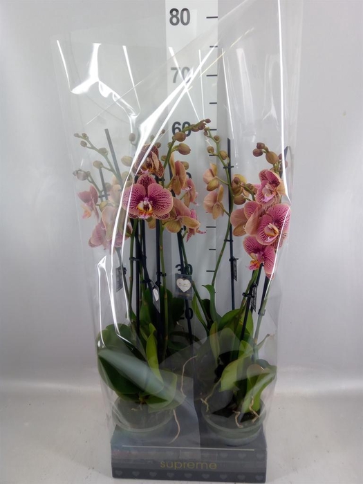 <h4>Phalaenopsis   ...rose</h4>