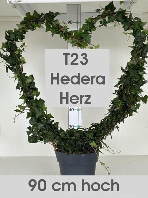 Hed He Ov Groen