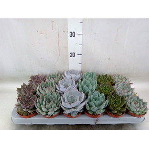 Echeveria   ...mix