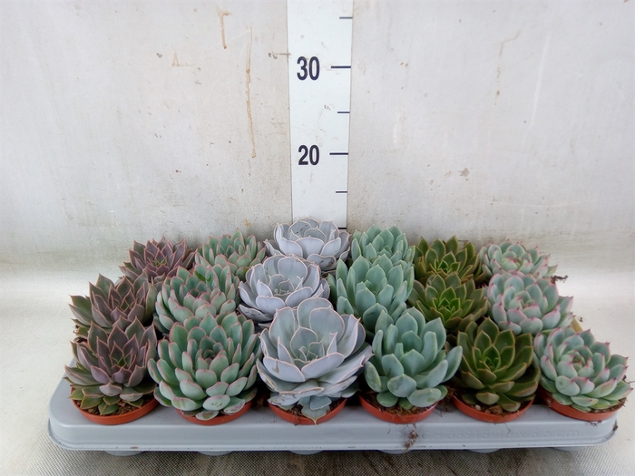 <h4>Echeveria   ...mix</h4>