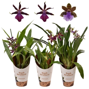 Zygopetalum 1 tak 5+ knop 12 cm