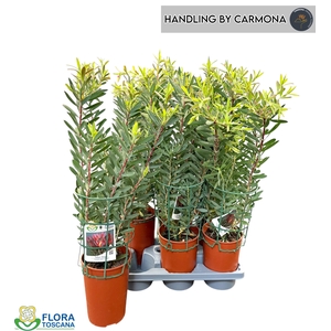 LEUCOSPERMUM OV
