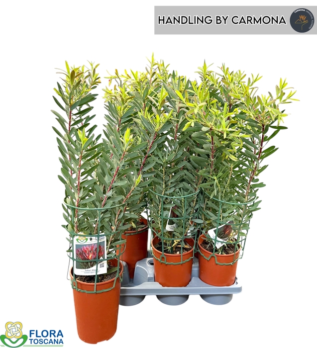 <h4>LEUCOSPERMUM OV</h4>