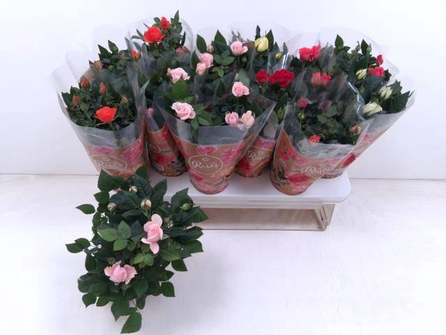 <h4>RO FAV RO GEM 6 SRT</h4>