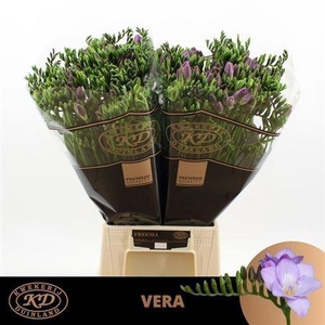 Fr En Vera Pale Blue