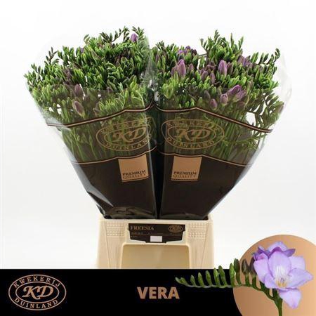 <h4>Fr En Vera Pale Blue</h4>