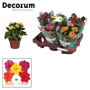 Kalan Calan Mix Papersleeve P12