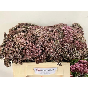 SEDUM MATRONA