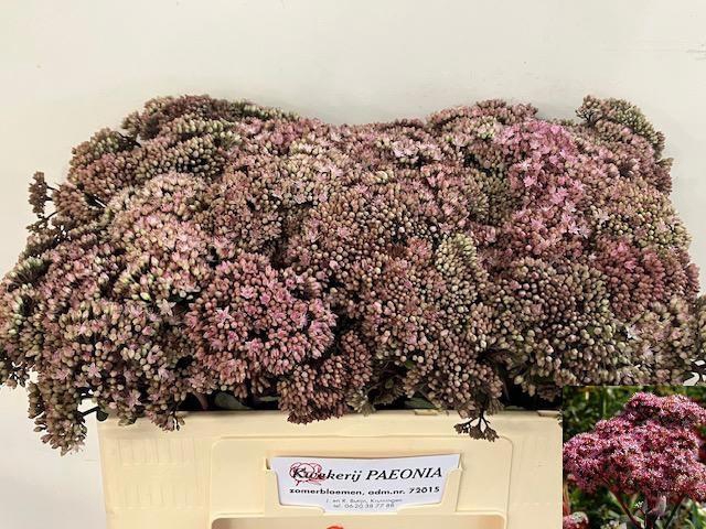 <h4>SEDUM MATRONA</h4>