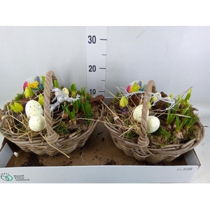 Arr.   Bol/Knolgewas L%