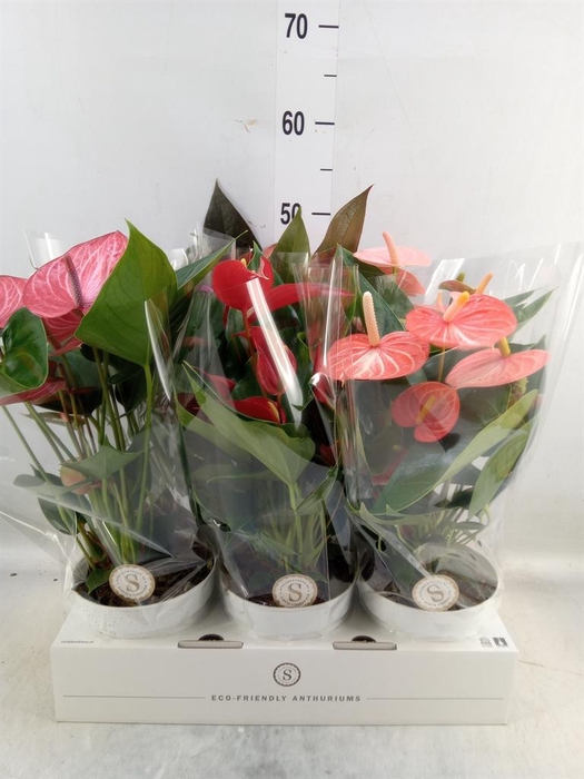 <h4>Anthurium andr.   ...mix  3</h4>
