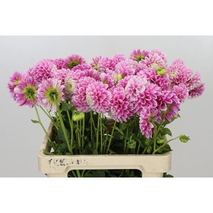 DAHLIA  'MARSHMALLOW BABY'