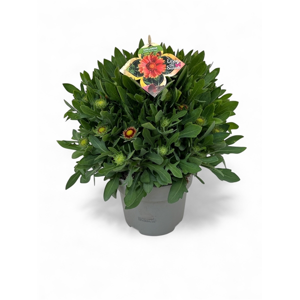 <h4>Gaillardia aristata Spintop Red C3</h4>