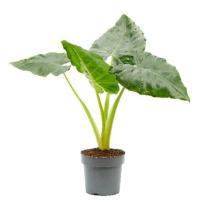 Alocasia