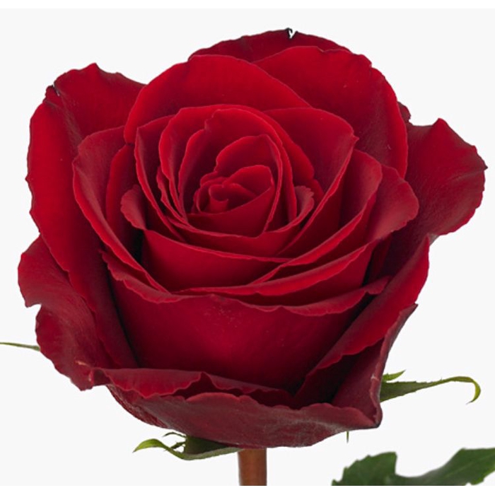 <h4>Rosa Madam Red</h4>