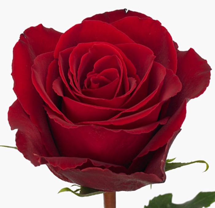 Rosa Madam Red