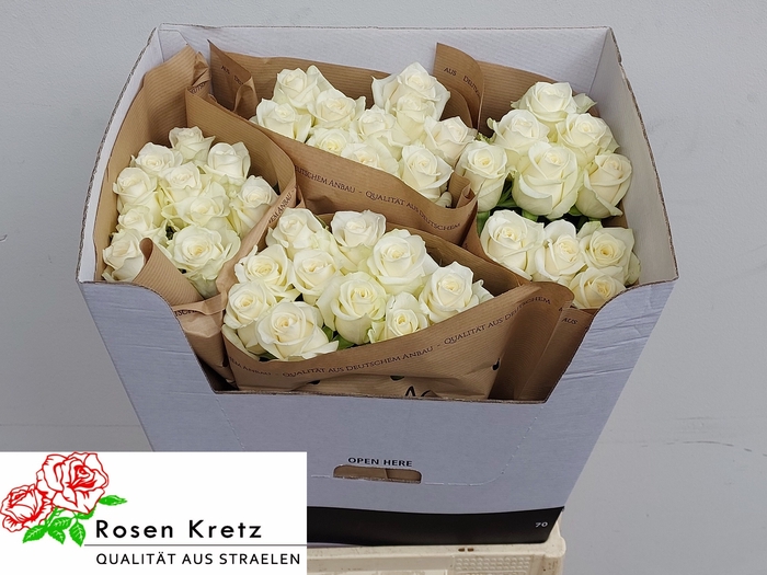 <h4>R GR ASTORIA</h4>