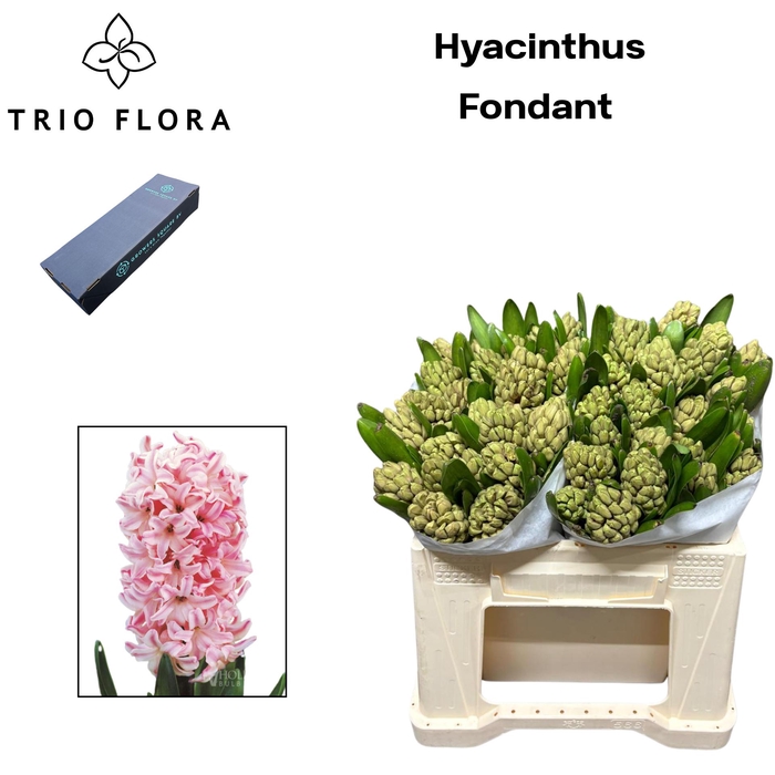 <h4>HYAC FONDANT Box S 25</h4>