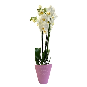 F15 PHALAENOPSIS MIX 2 TIGES DANS CONE