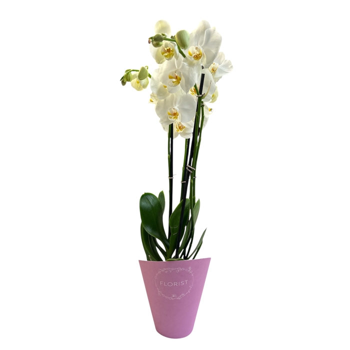 <h4>F15 PHALAENOPSIS MIX 2 TIGES DANS CONE</h4>